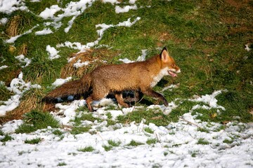 RED FOX vulpes vulpes, ADULT WALKING ON SNOW, NORMANDY IN FRANCE