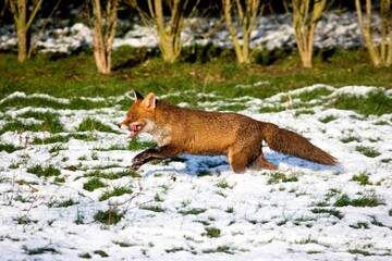 RED FOX vulpes vulpes, ADULT RUNNING ON SNOW, NORMANDY IN FRANCE