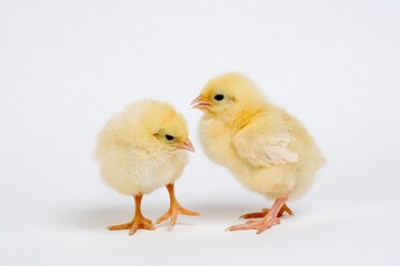 PAIR OF CHICKS AGAINST WHITE BACKGROUND