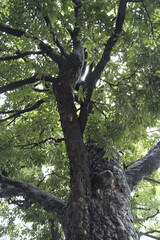 空の中の大きな緑の木