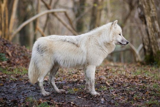 ARCTIC WOLF canis lupus tundrarum, ADULT