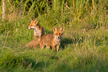 RED FOX vulpes vulpes, PAIR LOOKING AROUND IN LONG GRASS, NORMANDY IN FRANCE