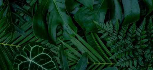 Rolgordijnen Monstera green leaves or Monstera Deliciosa in dark tones, background or green leafy tropical pine forest patterns for creative design elements. Philodendron monstera textures © eakarat