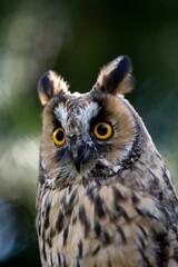 LONG-EARED OWL asio otus, PORTRAIT OF ADULT, NORMANDY