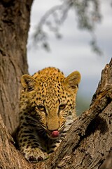 LEOPARD panthera pardus, 4 MONTH OLD CUB WITH TONGUE OUT IN A TREE, NAMIBIA