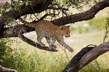 Fototapeta na wymiar LEOPARD panthera pardus, 4 MONTH OLD CUB IN A TREE, NAMIBIA