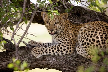 LEOPARD panthera pardus, 4 MONTH OLD CUB IN A TREE, NAMIBIA