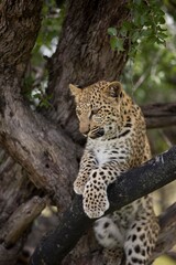 LEOPARD panthera pardus, 4 MONTH OLD CUB IN A TREE, NAMIBIA