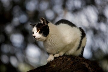 BLACK AND WHITE DOMESTIC CAT STANDING ON BRANCH, NAMIBIA