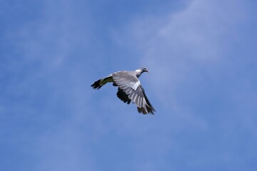 WOOD PIGEON columba palumbus, ADULT IN FLIGHT