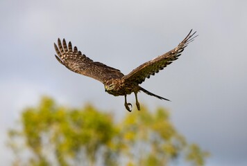 GOSHAWK accipiter gentilis, JUVENILE IN FLIGHT, NORMANDY
