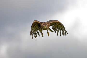 GOSHAWK accipiter gentilis, JUVENILE IN FLIGHT, NORMANDY