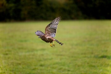 GOSHAWK accipiter gentilis, JUVENILE IN FLIGHT, NORMANDY