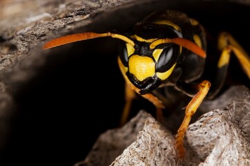 Common Wasp, vespula vulgaris, Adult Standing on Nest, Normandy