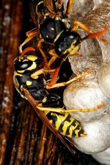 Common Wasp, vespula vulgaris, Adult Standing on Nest, Normandy
