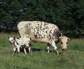 NORMANDY CATTLE, COW WITH CALF, CALVADOS IN FRANCE