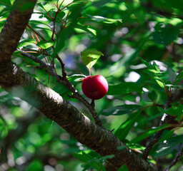 Wild plum