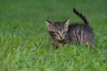 Cute tabby kitten in the grass