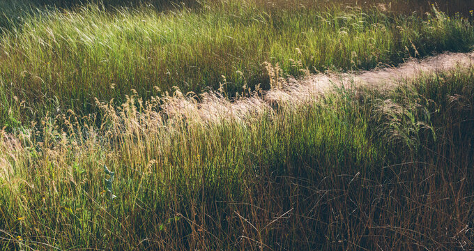 Windblown wild grasses in riparian wetland at dusk