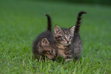 Naklejka na ściany i meble Two tabby kittens in the grass