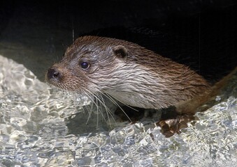 EUROPEAN OTTER lutra lutra, PORTRAIT OF ADULT