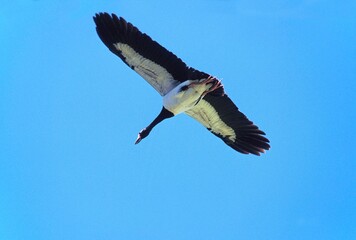 MAGPIE GOOSE anseranas semipalmata, ADULT IN FLIGHT, UNDERSIDE VIEW