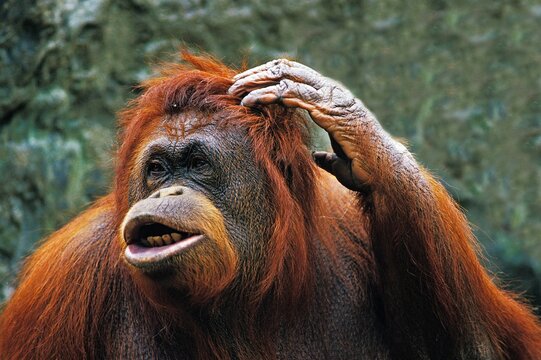 ORANG UTAN pongo pygmaeus, FEMALE SCRATCHING HEAD
