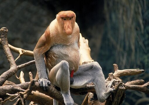 PROBOSCIS MONKEY nasalis larvatus, MALE SITTING ON BRANCH