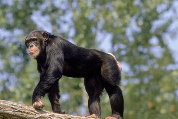 CHIMPANZEE pan troglodytes, ADULT STANDING ON BRANCH
