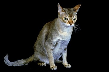 SINGAPURA DOMESTIC CAT, ADULT AGAINST BLACK BACKGROUND