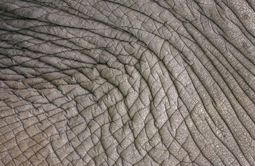 AFRICAN ELEPHANT loxodonta africana, CLOSE-UP OF SKIN, KENYA