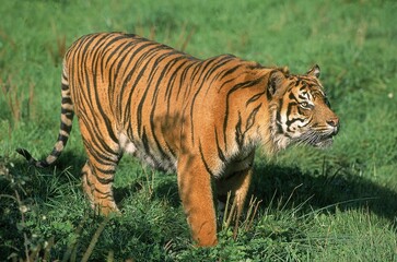 Fototapeta na wymiar SUMATRAN TIGER panthera tigris sumatrae, ADULT STANDING ON GRASS