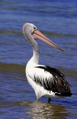 AUSTRALIAN PELICAN pelecanus conspicillatus, ADULT ENTERING WATER, AUSTRALIA