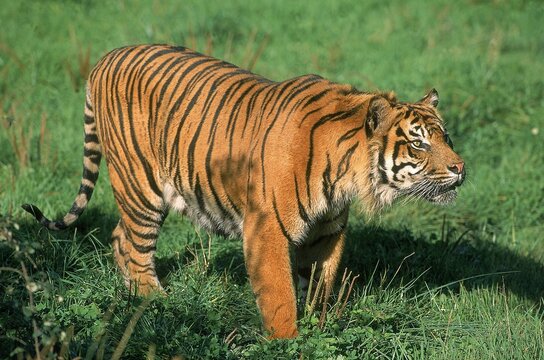 SUMATRAN TIGER panthera tigris sumatrae, ADULT STANDING ON GRASS