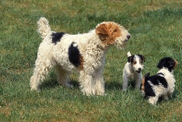 Fototapeta premium WIRE-HAIRED FOX TERRIER DOG, MOTHER WITH PUPPIES