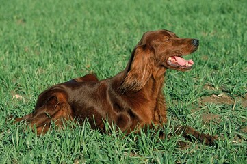 IRISH SETTER OR RED SETTER DOG, ADULT RESTING ON GRASS