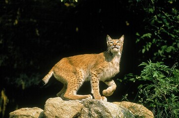 EUROPEAN LYNX felis lynx, ADULT STANDING ON ROCK