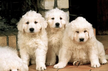 POLISH TATRA SHEEPDOG, PUPPIES SITTING NEAR FIREPLACE