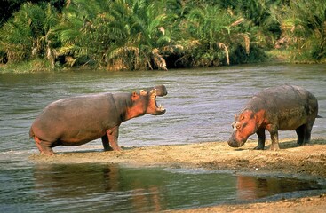 HIPPOPOTAMUS hippopotamus amphibius, PAIR AT MARA RIVER, KENYA