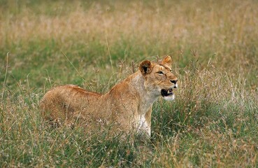 AFRICAN LION panthera leo, FEMALE LOOKING OUT IN LONG GRASS