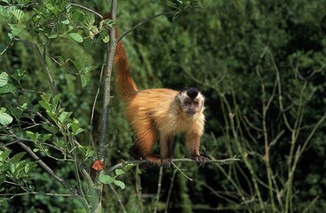 BLACK CAPPED CAPUCHIN cebus apella, ADULT STANDING ON BRANCH