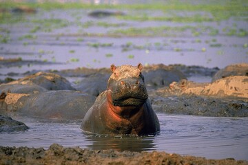 HIPPOPOTAMUS hippopotamus amphibius, ADULT EMERGING FROM WATER, VIRUNGA PARK IN CONGO
