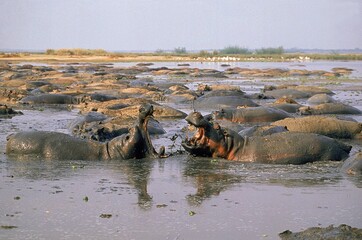HIPPOPOTAMUS hippopotamus amphibius, MALES FIGHTING, VIRUNGA PARK IN CONGO