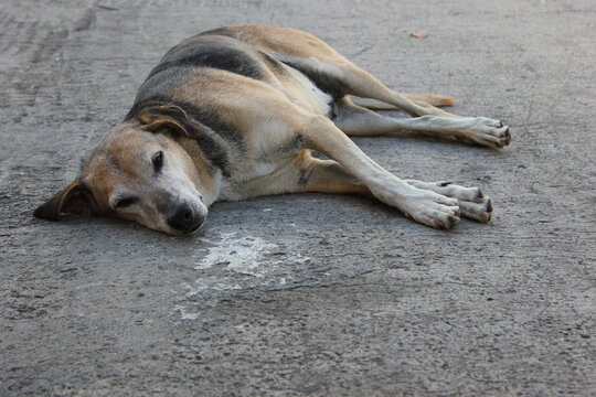 Lazy street dog