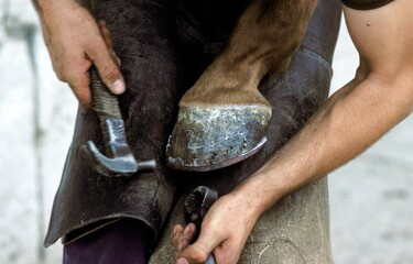 BLACKSMITH SHODING A HORSE, HITTING NAIL INTO NEW HORSES SHOE, NORMANDY