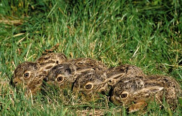 EUROPEAN BROWN HARE lepus europaeus, YOUNGS STANDING ON GRASS
