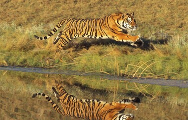 Fototapeta na wymiar BENGAL TIGER panthera tigris tigris, ADULT RUNNING NEAR WATER