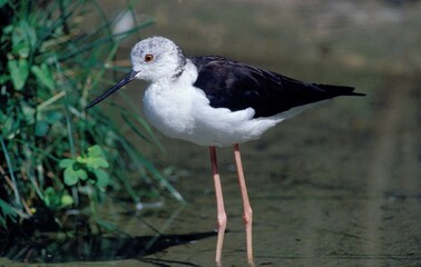 BLACK-WINGED STILT himantopus himantopus