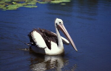 AUSTRALIAN PELICAN pelecanus conspicillatus, ADULT STANDING ON WATER, AUSTRALIA