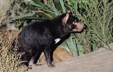 TASMANIAN DEVIL sarcophilus harrisi, ADULT